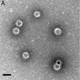 Iron oxide nanoparticles (NP-P3) encapsulated into brome mosaic virus (BMV) OTHER [STATIC IMAGE] model