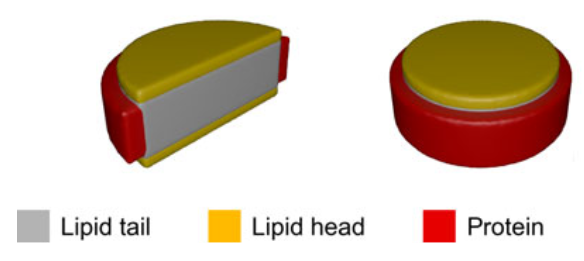 circularized Membrane scaffolding protein 1 E3 D1 1-palmitoyl-2-oleoyl-sn-glycero-3-phosphocholine (POPC) OTHER [STATIC IMAGE] model