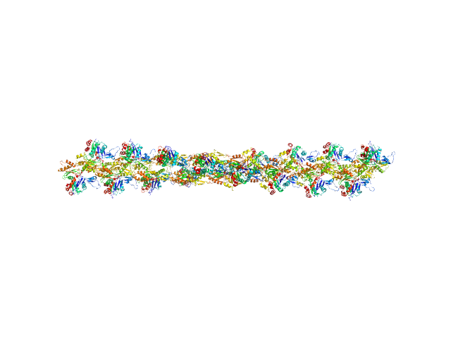 Actin, cytoplasmic 1 PYMOL model