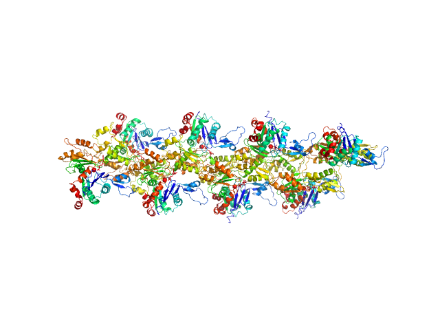 Actin, cytoplasmic 1 PYMOL model